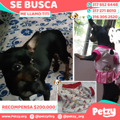 Banner de Titi