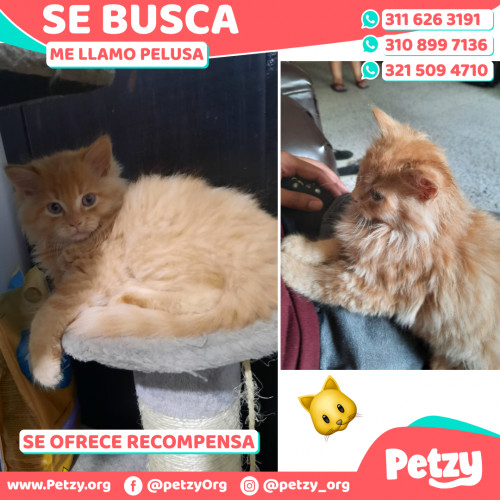 Foto de mascota Pelusa