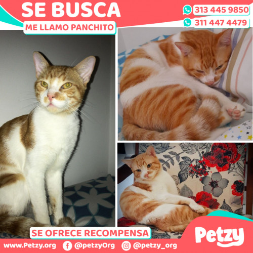 Foto de mascota Panchito