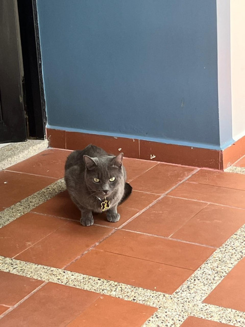 Copito