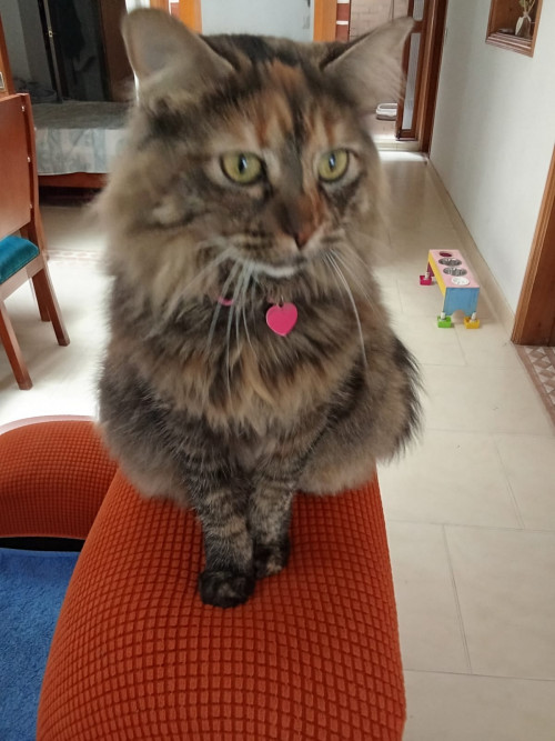 Michi