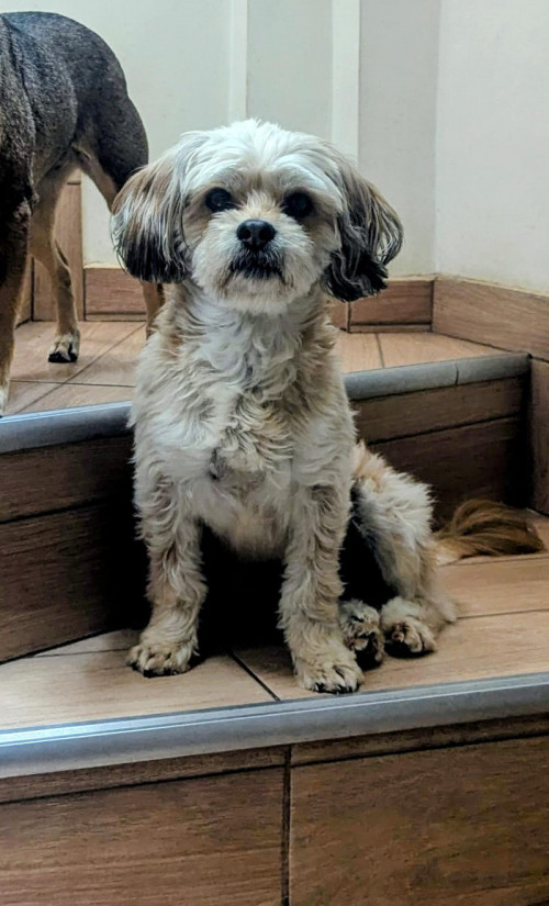 Mateo