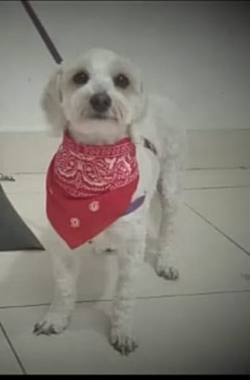 Toby