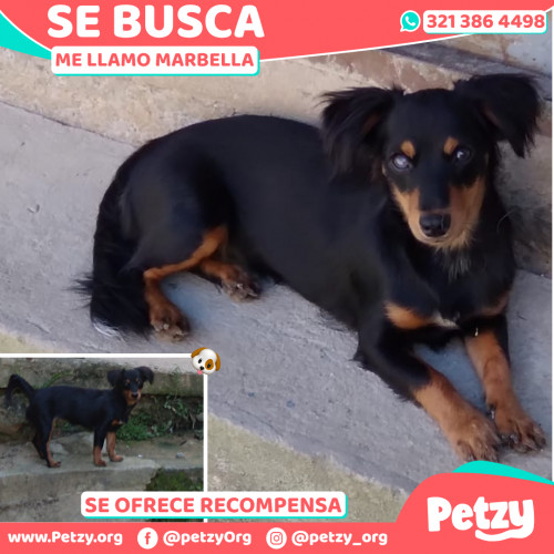 Foto de mascota Marbella