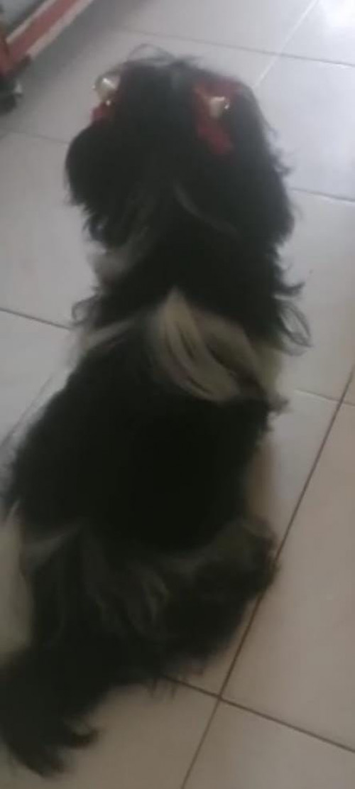 Lulú