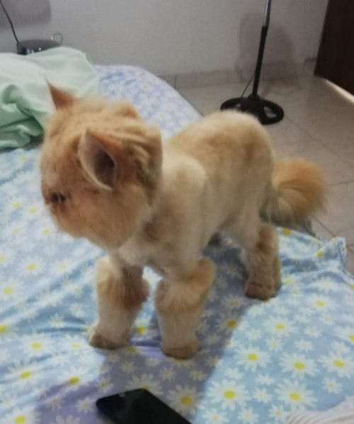 Garfield