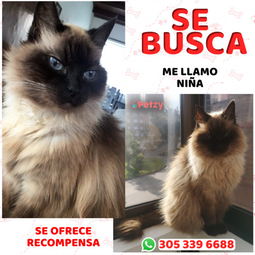 Foto de mascota Niña