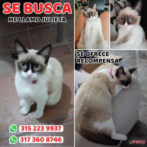 Foto de mascota Julieta