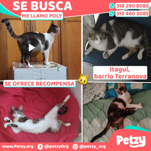 Foto de mascota Poly