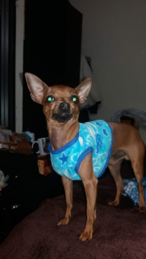 Moyo