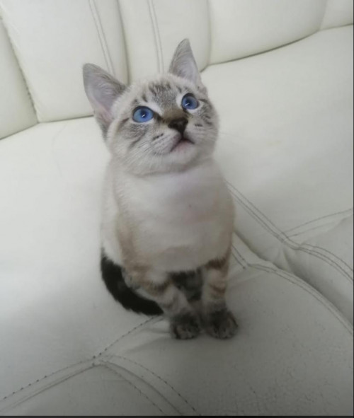 Oliver