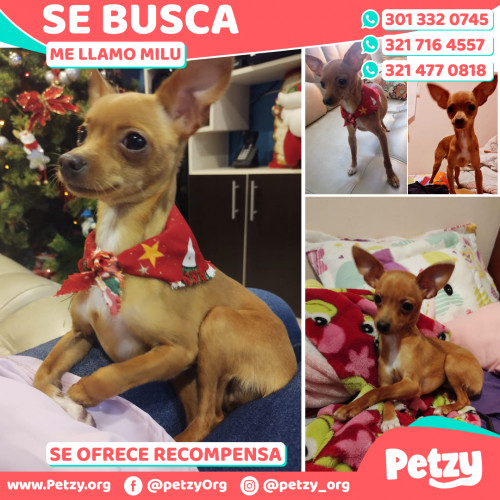 Foto de mascota Milu