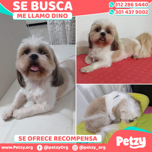 Foto de mascota Dino