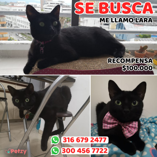 Foto de mascota Lara