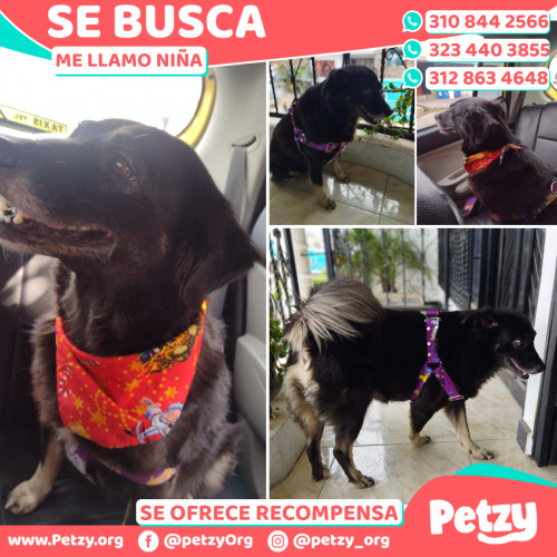 Foto de mascota Niña