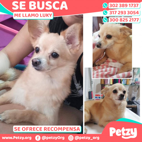 Foto de mascota Luky