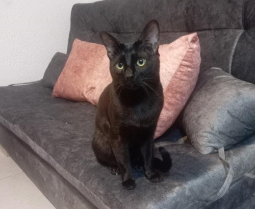 Milo