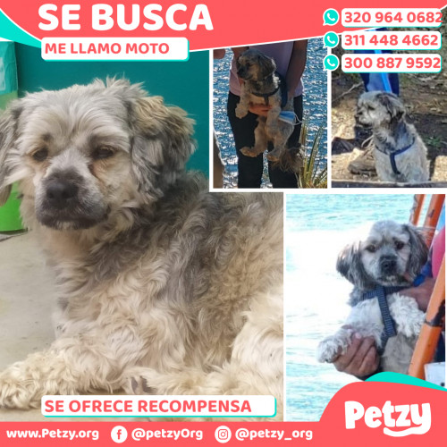 Foto de mascota Moto