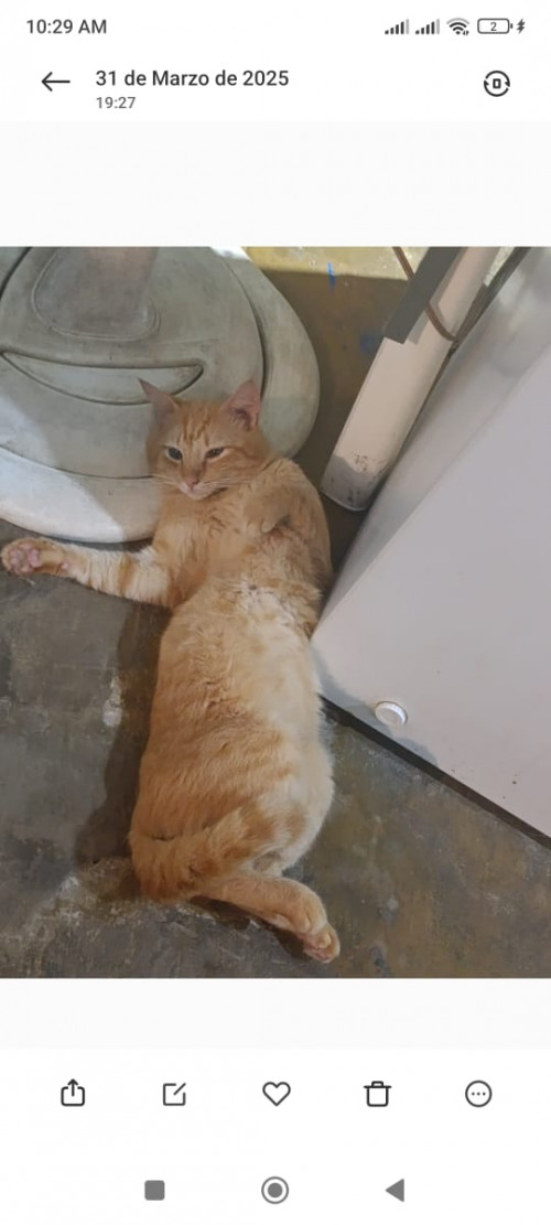 Garfield