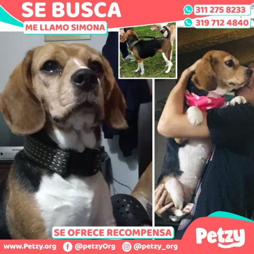 Foto de mascota Simona