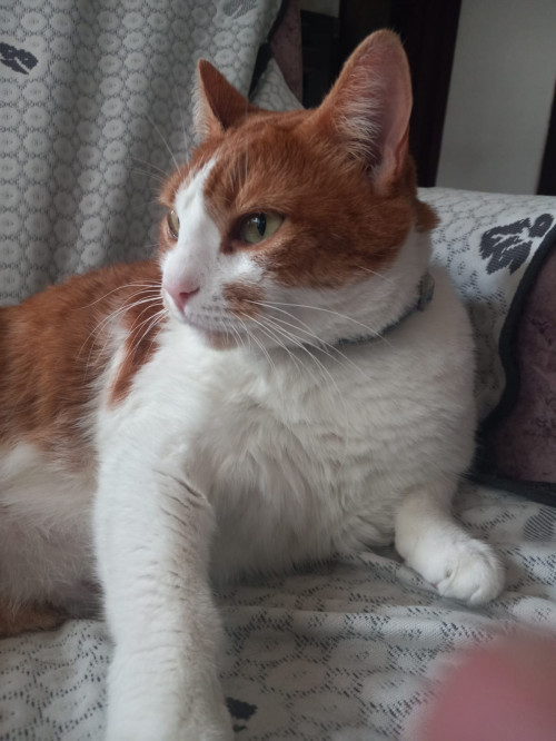Nala