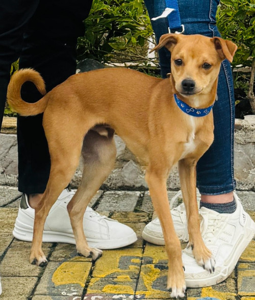 Benji