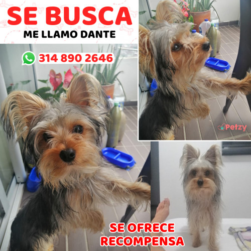 Foto de mascota Dante