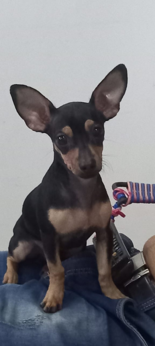 Luki