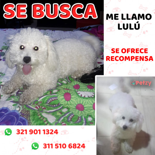 Foto de mascota Lulu