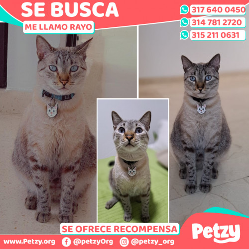 Foto de mascota Rayo