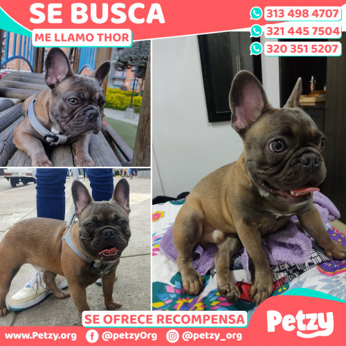 Foto de mascota Thor