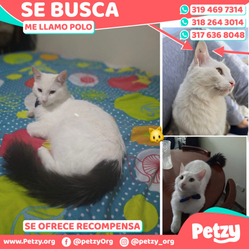 Foto de mascota Polo