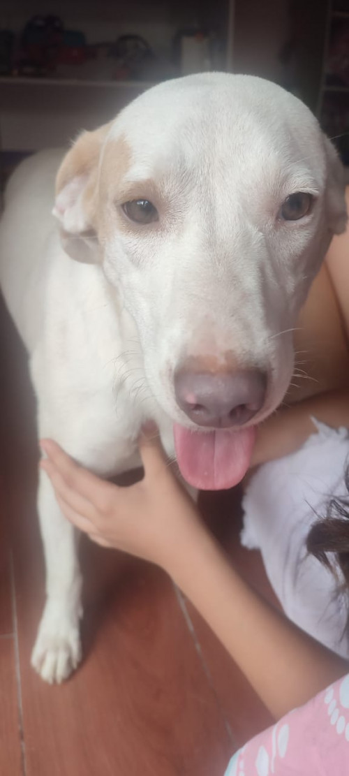 La Familia De Este Perrito