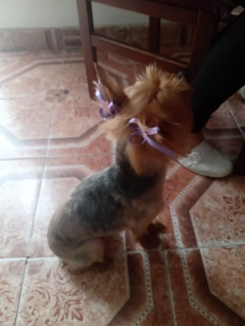 Pili