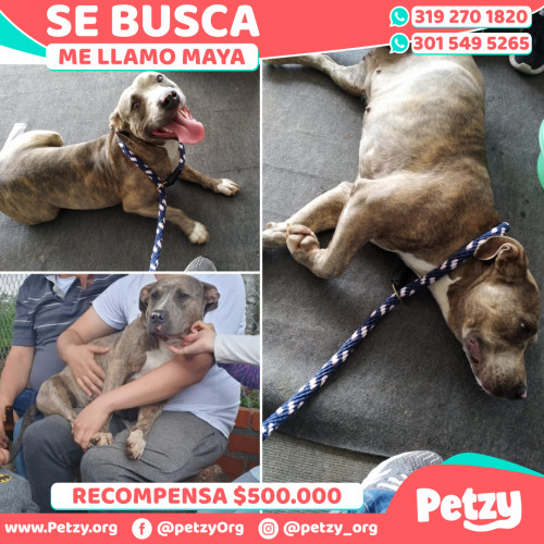 Foto de mascota Maya