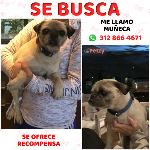 Foto de mascota Muñeca