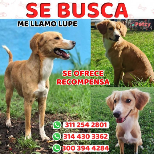 Foto de mascota Lupe
