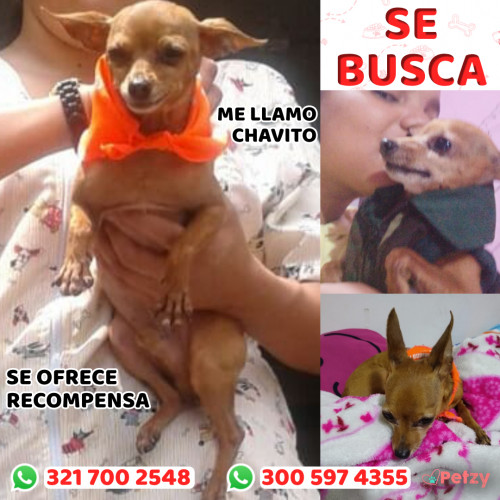 Foto de mascota Chavito