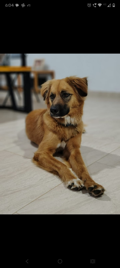 Bruno