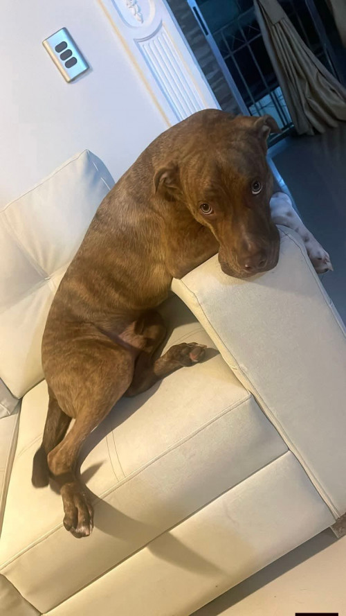 Apolo