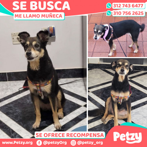 Foto de mascota Muñeca 