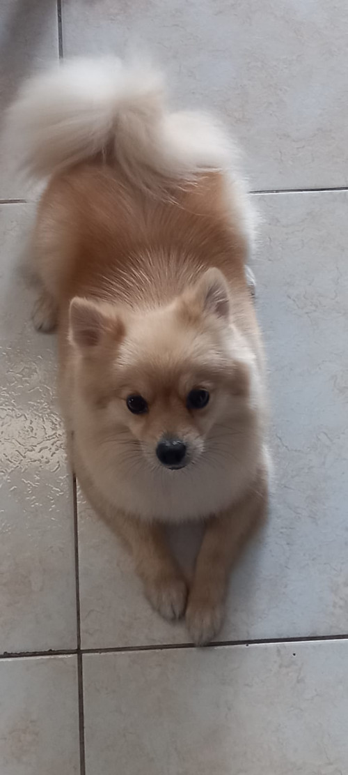 Sacha