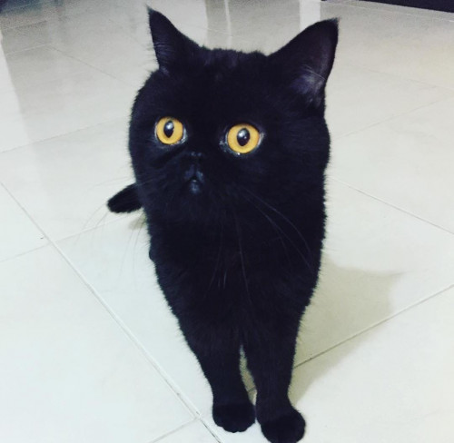 Negro