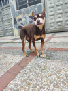 Foto de Choco en  Bogotá #0