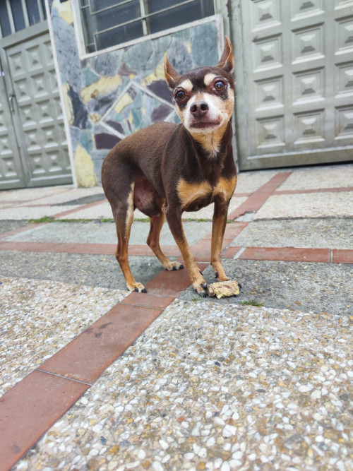 Choco