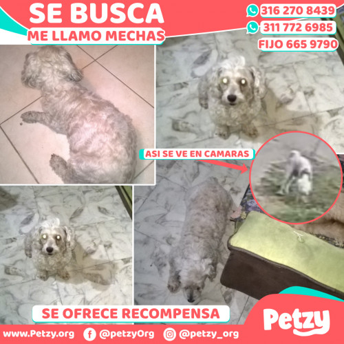 Foto de mascota Mechas