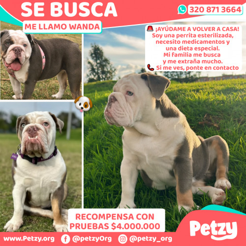 Foto de mascota Wanda