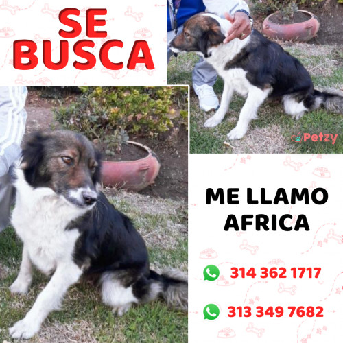 Foto de mascota Africa