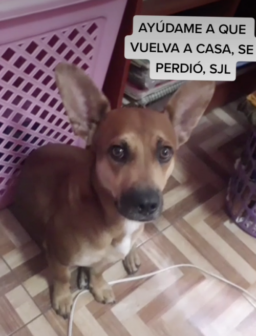Lobita
