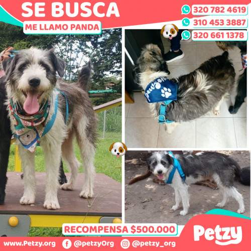 Foto de mascota Panda